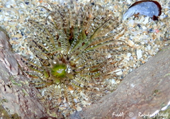 Aulactinia verrucosa