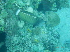 Novaculichthys taeniourus