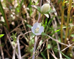 Lomatogonium rotatum