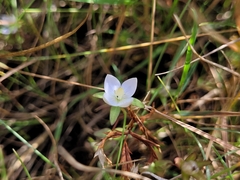 Lomatogonium rotatum