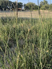 Equisetum laevigatum