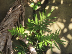 Pteris minor