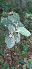 Cotoneaster tomentosus