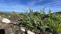 Blitum bonus-henricus