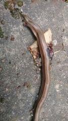 Anguis colchica