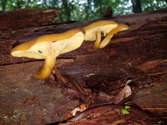 Tricholomopsis decora