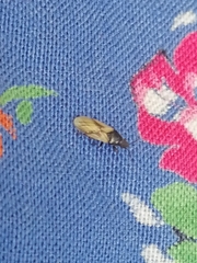 Metopoplax ditomoides