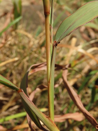 Image of Ischaemum aristatum by (c) chiuluan, some rights reserved (CC BY)