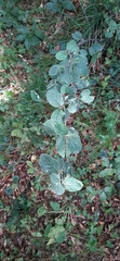 Cotoneaster tomentosus