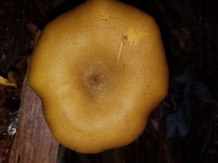 Tricholomopsis decora