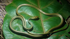 Dendrelaphis pictus