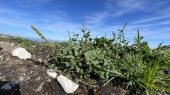 Blitum bonus-henricus