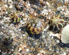 Steromphala umbilicalis