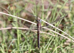 Libellula
