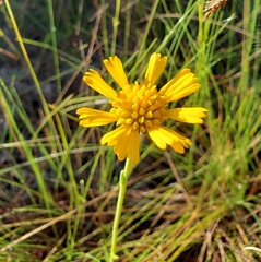 Balduina uniflora