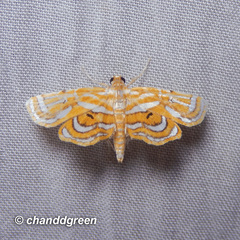 Cymoriza