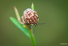Carpocoris
