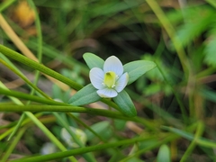 Lomatogonium rotatum