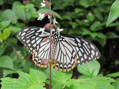 Papilio clytia