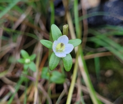 Lomatogonium rotatum
