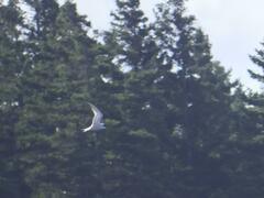 Sterna hirundo