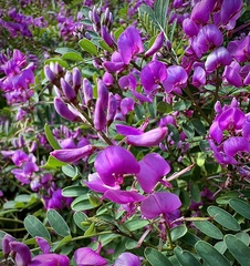 Indigofera australis