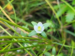 Lomatogonium rotatum