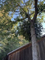 Phoradendron leucarpum