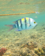 Abudefduf vaigiensis
