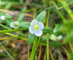 Lomatogonium rotatum