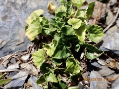 Viola adenothrix tsugitakaensis