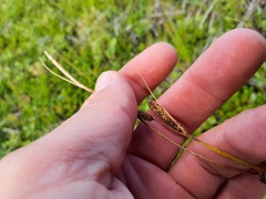 Carex nigra