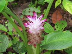 Curcuma pseudomontana