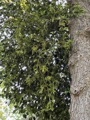 Phoradendron leucarpum