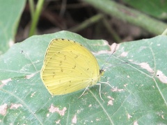 Eurema mandarina