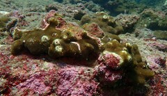 Porites