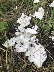 Trametes suaveolens
