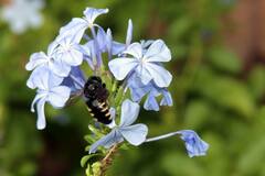Xylocopa tabaniformis parkinsoniae