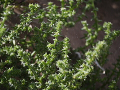 Salsola kali