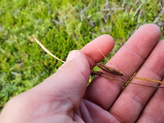 Carex nigra