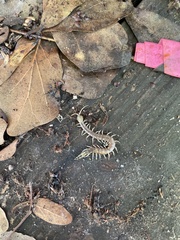 Hemiscolopendra marginata