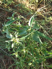 Euphorbia davidii