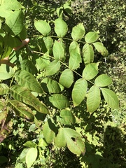 Fraxinus nigra image