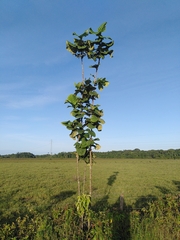Coccoloba latifolia