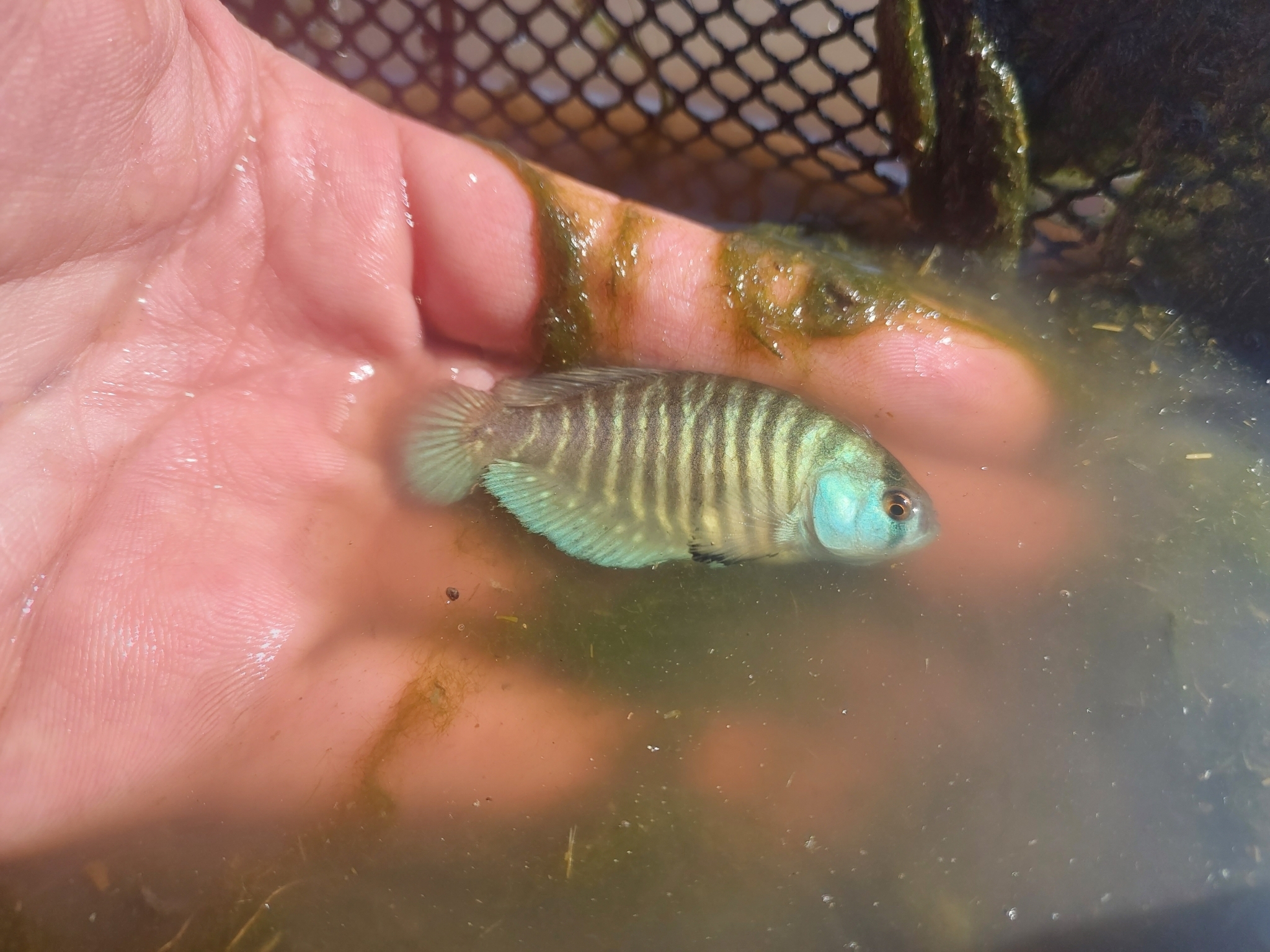 Austrolebias charrua
