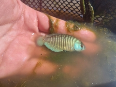 Austrolebias charrua