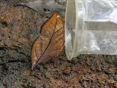Kallima horsfieldii