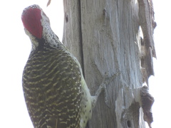 Campethera abingoni abingoni