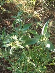 Euphorbia davidii