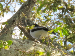 Laniarius bicolor sticturus